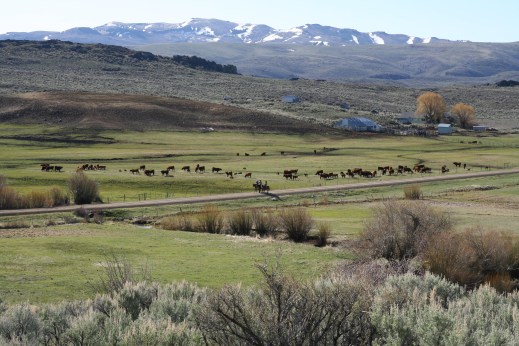 main road, meadow and homestead.jpg